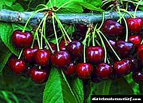 Ingabe i-sweet cherry ilungile ushukela? Izakhiwo eziwusizo kanye ne-contraindication