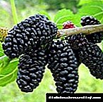 Listovi kupine za dijabetes: liječenje korijenom i voćem