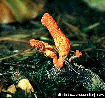 Cordyceps qualem fungus quam utile et crescere?