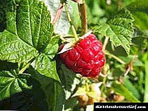 Manisan séhat - raspberry pikeun diabetes