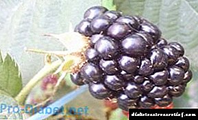 តើ raspberry និង blackberry អាចទៅរួចឬអត់សម្រាប់ជំងឺទឹកនោមផ្អែមប្រភេទទី ២?