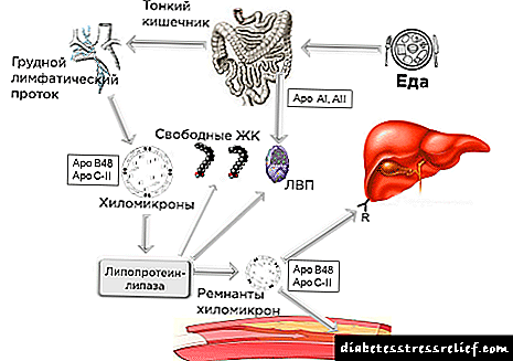 Kolesterolaren metabolismoa