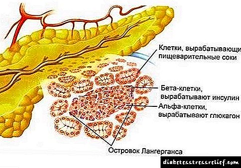 Quam ad in pancreas est sanguis copia?