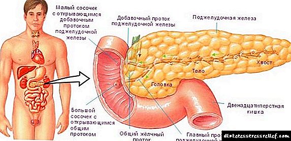 Anatomi na ọrụ nke pancreas na splines