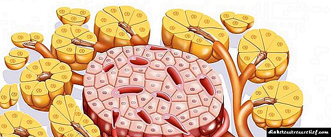 Langerhans de insulis ludens in pancreas