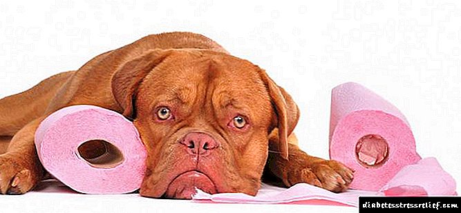 Pancreatitis di anjing: gejala sareng perawatan, gizi