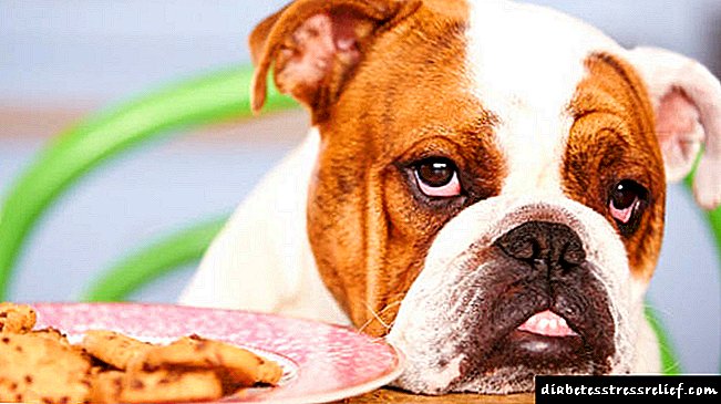 ခွေးများတွင်ဆီးချိုရောဂါ: အကြောင်းတရားများ, ကုသမှု, ကာကွယ်တားဆီးရေး