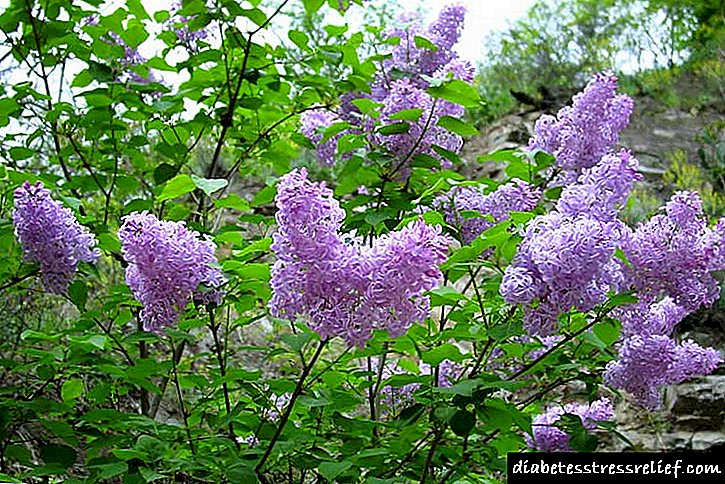 Lilac: Taybetmendiyên derman û vexwarinên derman
