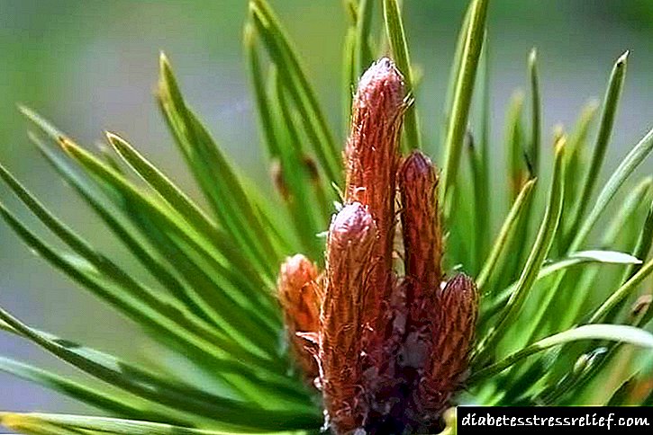 Pine: græðandi eiginleika nálar og furu buds