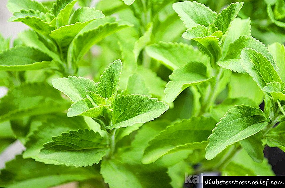 Stevia - շաքարի բնական փոխարինողի օգուտներն ու վնասները