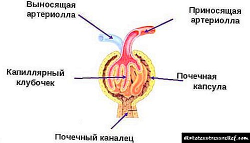 Die rol en funksie van die niere by mense