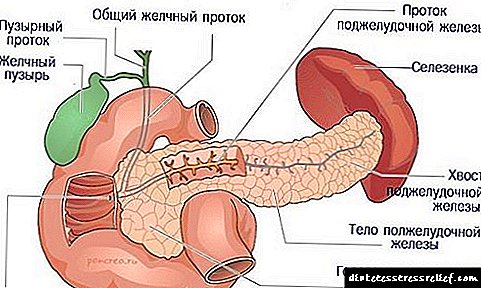 Excretory ducts ng pancreas