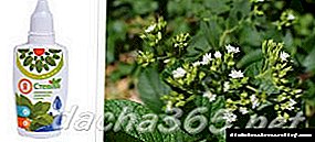 Stevia bilan tatlandırıcı qancha turadi - dorixonalardagi narxlar